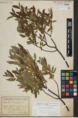 Foto von Salix lapponum L.